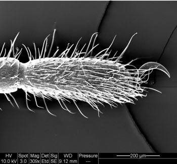 Media type: image; Invertebrate Zoology 134641
